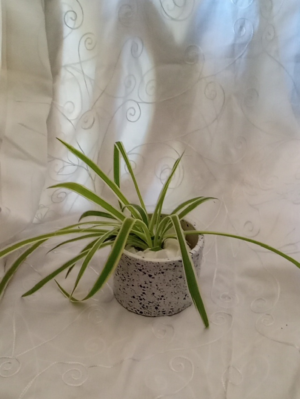 Lovely Little Butter Crock With An Airplane Plant In It